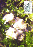 Belarus:Maxi Card, Mushrooms, Lyophyllum Connatum, 1999 - Mushrooms