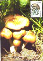 Belarus:Maxi Card, Mushrooms, Lyophyllum Decastes, 1999 - Pilze