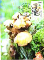 Belarus:Maxi Card, Mushrooms, Kuehneromyces Mutabilis, 1999 - Champignons