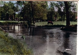 Fauquembergues Environs Le Rietz Villain ( Vache - Fauquembergues