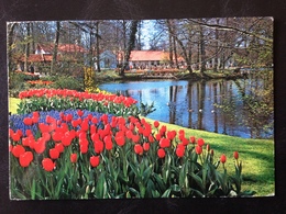 Netherlands, Circulated Postcard, "LISSE", Flora, Gardens, 1971 - Lisse