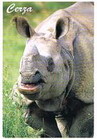 ANIMAUX  RHINOCEROS  UNICORNE  DE L INDE  CPM TBE   ZO23 - Rhinoceros