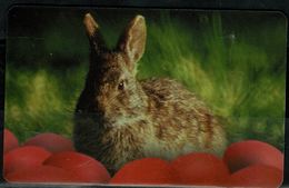 ROMANIA 1999 PHONECARD RABBITS USED VF!! - Rabbits