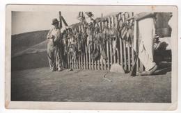 Photo Originale Chasse Chasseur Gibier  Fusil Ouverture 1er Septembre Maroc Camp Marchand 1935 - Sporten