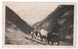 Photo Originale  Alpes Dévoluy Obiou Agriculture Labourage Boeuf Laboureurs Des Plays Plais 1943 - Métiers