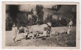 Photo Originale  Alpes Dévoluy Obiou Agriculture Labourage Boeuf Laboureurs Des Plays Plais 1943 - Métiers