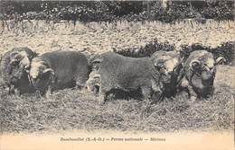 78-RAMBOUILLET- FERME NATIONALE , MERINOS - Rambouillet