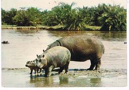 ANIMAUX   LES HIPPOPOTAMES   CPM  TBE  ZO50 - Hippopotamuses