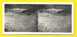 Vues Stéréos Etang Des Tortues Sacrées OSAKA Japon - Stereo-Photographie