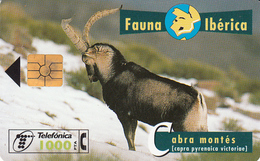 Fauna Ibérica  Cabra Montés - Collections