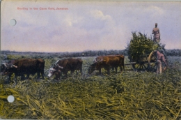 JAMAICA , T.P. NO CIRCULADA , BOUTING IN THE CANE FIELD , CARROS , TRANSPORTE - Jamaïque