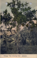 JAMAICA , T.P. NO CIRCULADA , ORANGE TREE SHOWING FRUIT - Jamaïque