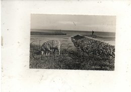 Medemblik (Pays-Bas, Noord-Holland) : De Pier En 1950 PF. - Medemblik