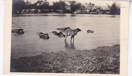 PHOTO CARD / MANILA / WATER BUFFALO / 1922 - Philippines