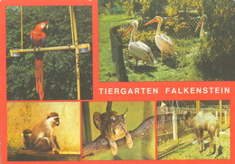 Tiergarten Falkenstein - Macaw, Pelican, Green Monkey, Lynx, Camel - Falkenstein (Vogtland)