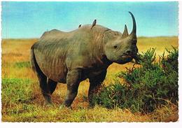 ANIMAUX  RINOCEROS  TBE  ZO77 - Rhinoceros