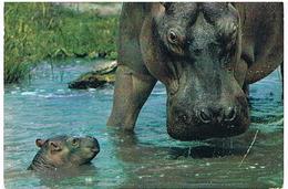 ANIMAUX  HIPPOPOTAME  TBE  ZO78 - Hippopotames