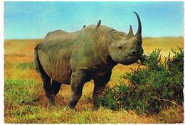 ANIMAUX  RHINOCEROS  TBE  ZO80 - Rhinocéros