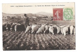 SAINT PAULIEN Environs (43)la Garde Des Moutons Gros Plan - Andere & Zonder Classificatie