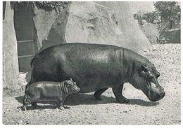 ANIMAUX  HIPPOPOTAME  ET SON  PETIT TBE  ZO81 - Hippopotames