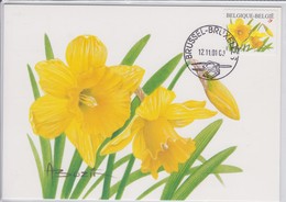 Buzin Narcissus 12-12-2001 - 2001-2010