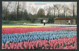 Lisse - Hyacinthenvelden - 17-6-1910 Gelopen. -  Used - See The 2 Scans For Condition.( Originalscan !! ) - Lisse