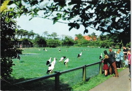 ZOUTE-KNOKKE - Réserve Ornithologique Du Zwin - Oblitération De 1977 - Knokke