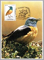 ROQUERO ROJO - Monticola Saxatilis. El Puerto De Santa Maria, Cadiz, Andalucia, 1985 - Mechanical Postmarks (Advertisement)