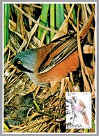 BIGOTUDO - Panurus Biarmicus. El Puerto De Santa Maria, Cadiz, Andalucia, 1985 - Oblitérations & Flammes