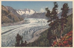 AK Aletschwald-Riederalp - Walliser Fischerhörner - Grosser Aletschgletscher - 1937  (50315) - Riederalp