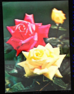 ROSE - Fantaisie Relief - CARTE 3 D - 3 DIMENSION POSTCARD - Cartes Stéréoscopiques