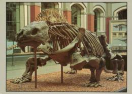 Bradysaurus Baini / Cotylosaurier / Südafrika / Dinosaurier / Skelett (D-A339) - Autres