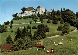 Lenzburg - Schloss (5244) - Lenzburg