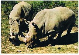 ANIMAUX RHINOCEROS CPM TBE  ZO164 - Rhinocéros