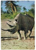ANIMAUX RHINOCEROS CPM TBE  ZO166 - Rhinocéros