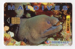 MALDIVES DHIRAAGU MORAY EEL 256MLDGIA POISSON - Maldivas