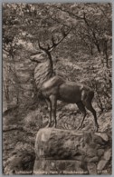 Südharz Stolberg - S/w Hirschdenkmal - Stolberg (Harz)