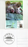 Macaques Japonais., Sources Chaudes De Yamanouchi.Parc Aux Singes De Jigokudani. (Nagano). Carte-maximum - Cartas & Documentos