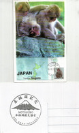 Macaques Japonais., Sources Chaudes De Yamanouchi.Parc Aux Singes De Jigokudani. (Nagano). Carte-maximum - Briefe U. Dokumente