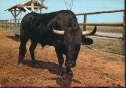 La Camargue - Taureau Camarguais - Toros