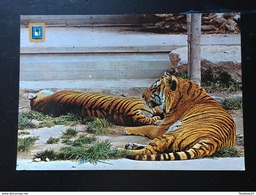 Tigres.Zoologico Madrid. - Tiger