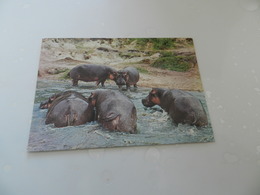Cp   Hippos - Hippopotamuses