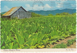 Tobacco Ready For Harvest (Photo: Joyce Haynes - 1966) - Raleigh N.C. 1982 Postmark - Raleigh