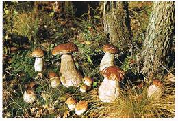 FLEURS PLANTES  CHAMPIGNONS   CPM TBE  FL11 - Mushrooms