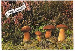 FLEURS PLANTES  CHAMPIGNONS   CPM TBE  FL13 - Mushrooms