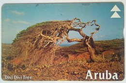 Aruba 20 Units Divi-divi Tree 511A - Aruba