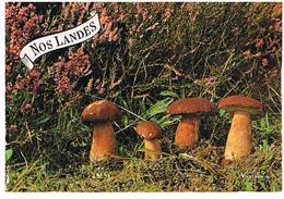 FLEURS PLANTES CHAMPIGNONS   CPM TBE  FL29 - Mushrooms