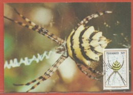 ARAIGNEE TRANSKEI 4 CARTES MAXIMUM DE 1987 - Spinnen