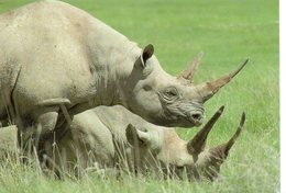 Animaux Rhinoceros Black Rhinoceros Diceros Bicomis Tanzanie Tanzanie - Rinoceronte