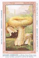 FLEURS ET PLANTES ET ARBRES  CHAMPIGNONS    TBE  FL46 - Mushrooms